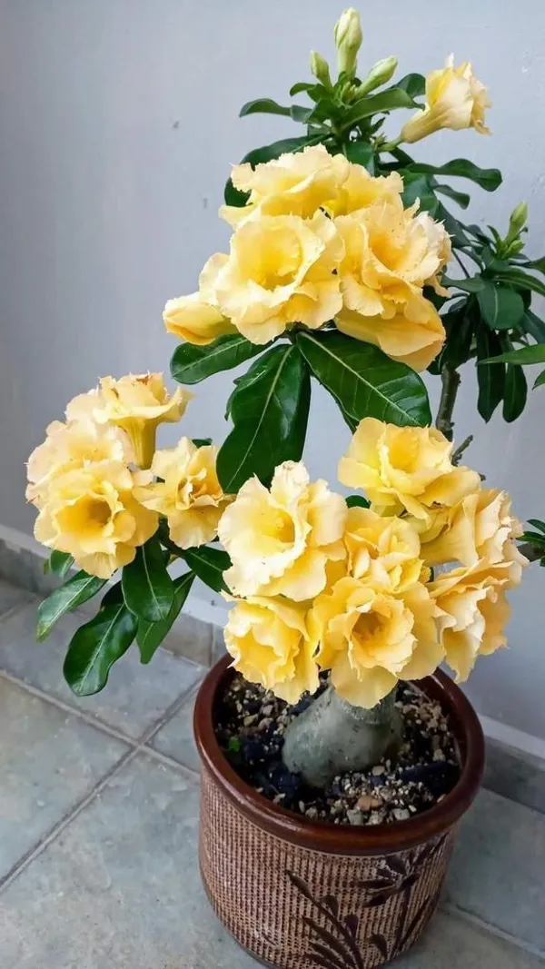 Rossy_Addenium_Yellow