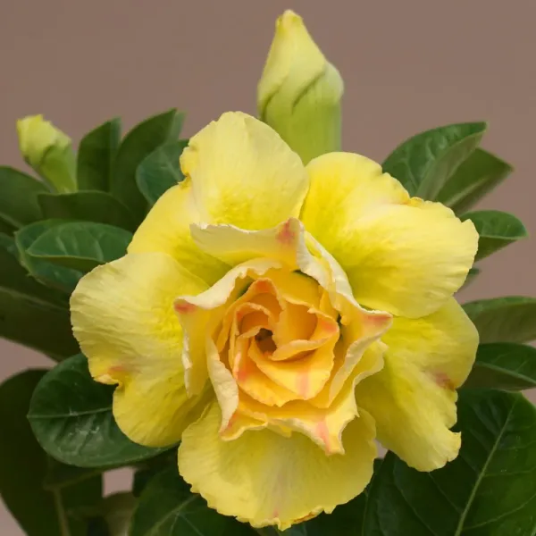 Rossy_Addenium_Yellow