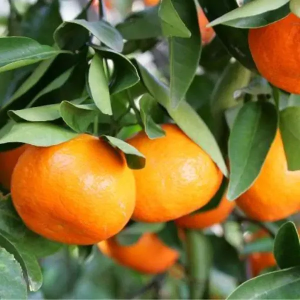 Dancy_Orange_Plant_|_Grafted_and_Hybrid_Plants