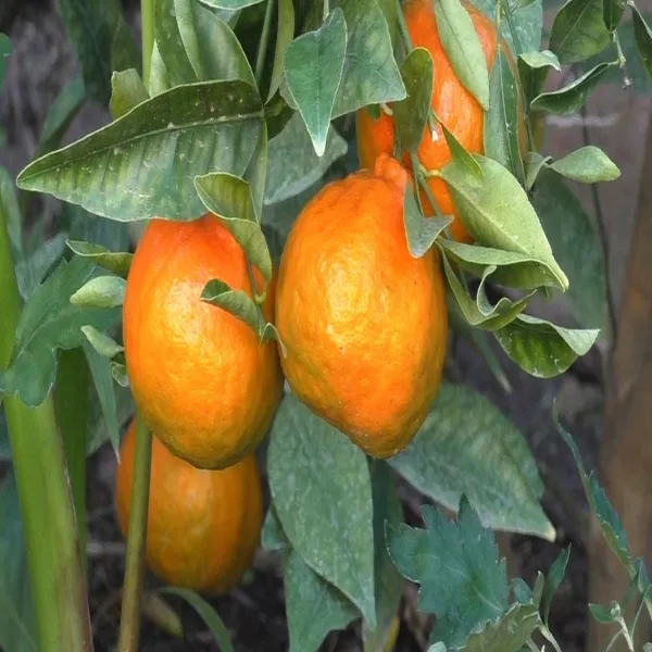 Dancy_Orange_Plant_|_Grafted_and_Hybrid_Plants
