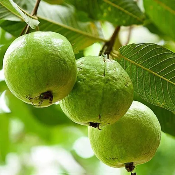 Taiwan_Pink_Guava_Plant_|_Grafted_and_Hybrid_Plants