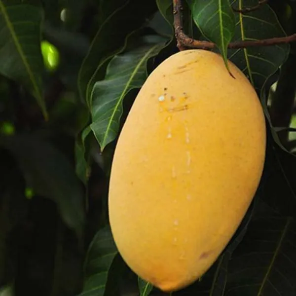 Alphonso_Mango_Plant_|_Grafted_and_Hybrid_Plants