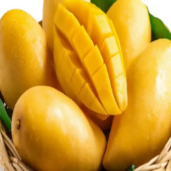 Alphonso_Mango_Plant_|_Grafted_and_Hybrid_Plants