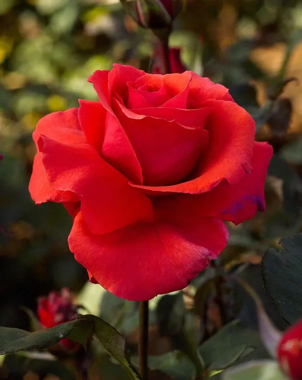 Red_Rose_Fragnant