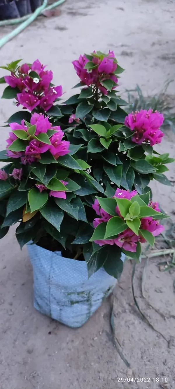 Miami_Pink_Bougainvilea