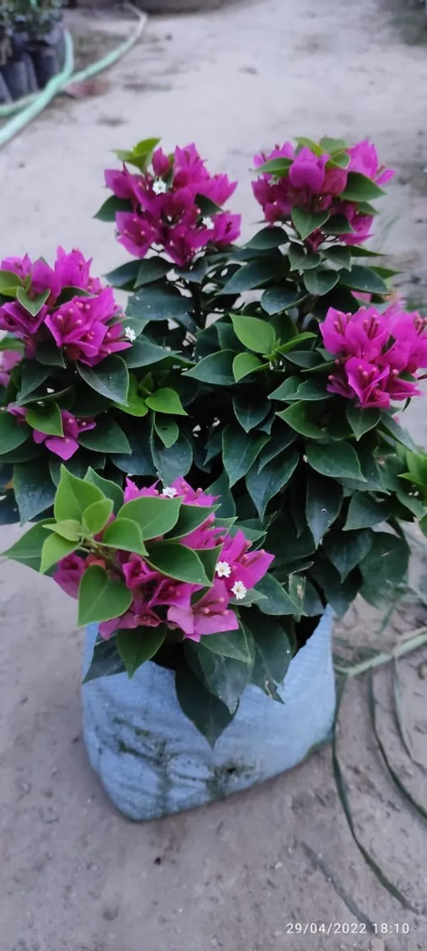 Miami_Pink_Bougainvilea