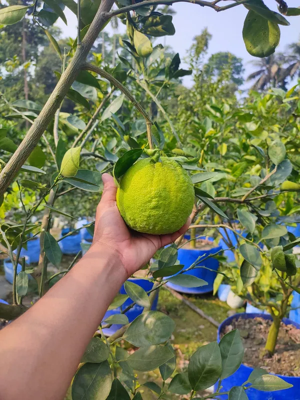 Malta_Bari_2_Plant_|_Grafted_and_Hybrid_Plants