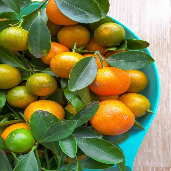 Cala_Mansi_Sweet_Orange_|_Grafted_and_Hybrid_Plants