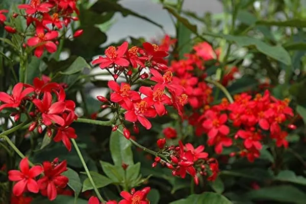 Jatrofa_Red