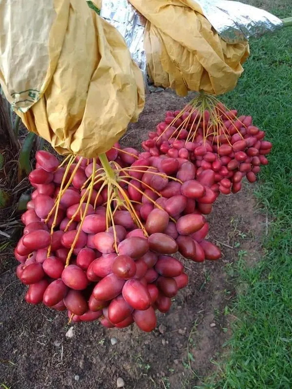 Date_Plum_(Zahidi_Veriety)