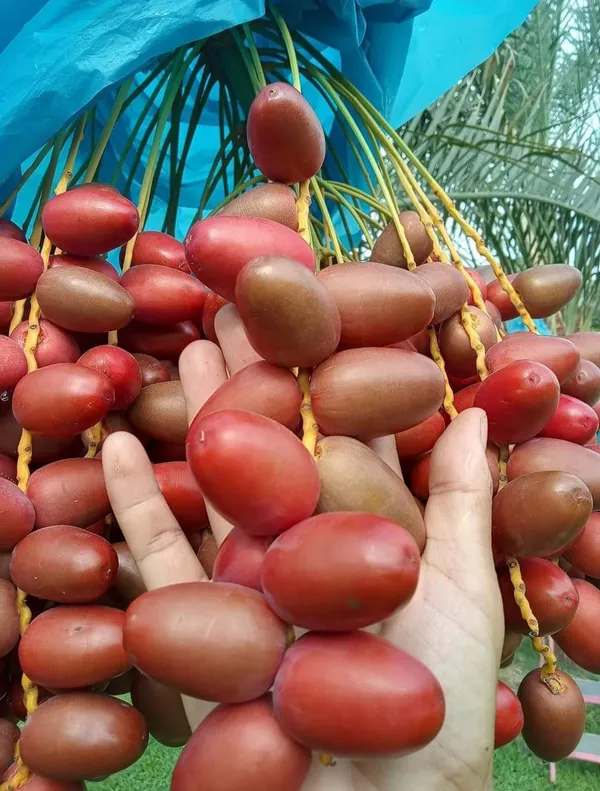 Date_Plum_(Zahidi_Veriety)