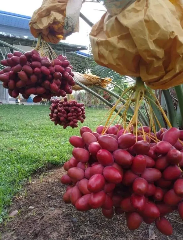 Date_Plum_(Zahidi_Veriety)