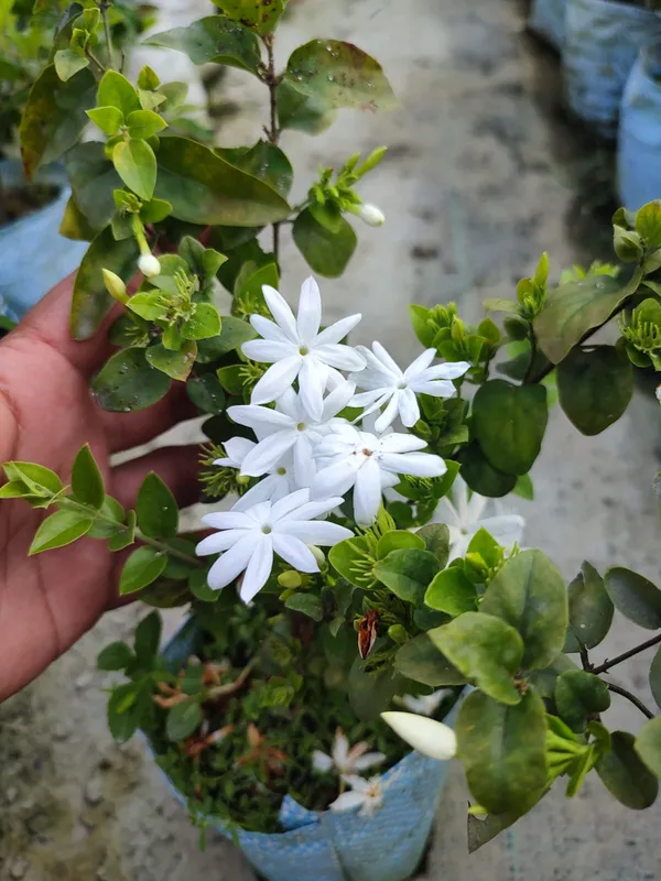 All_Time_Kundan_Flower_Plant