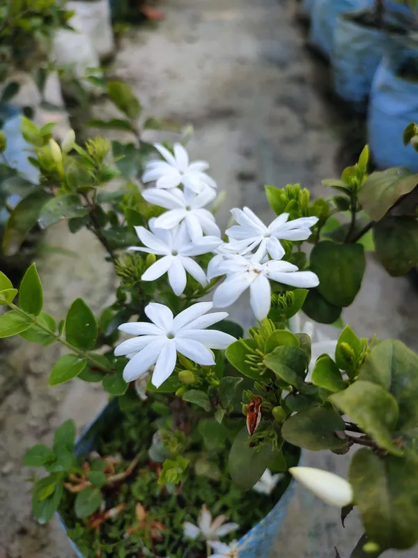All_Time_Kundan_Flower_Plant