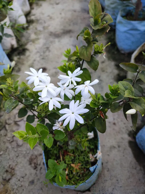 All_Time_Kundan_Flower_Plant