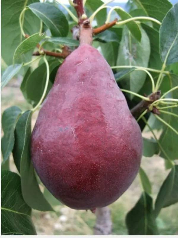 Babugosha(Red_Pear)_|_Grafted_and_Hybrid_Plants