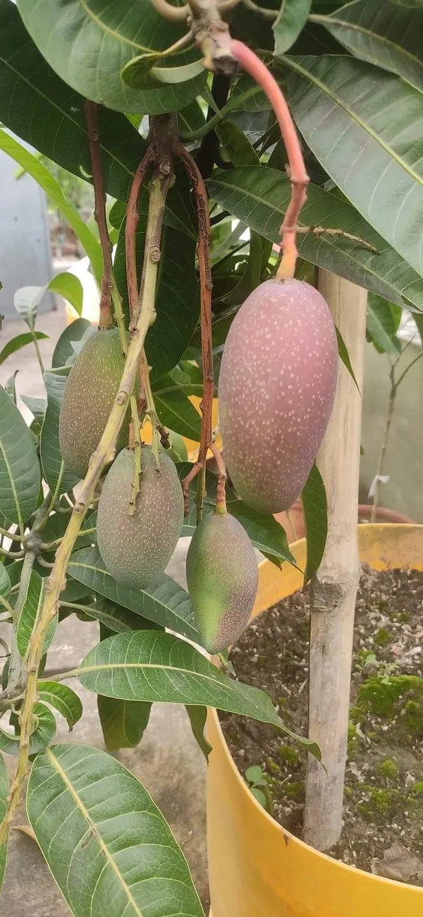 Badami_Mango_Plant_|_Grafted_and_Hybrid_Plants
