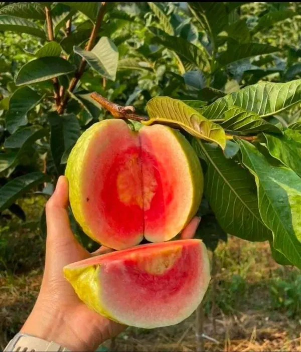 Red_Diamond_Guava_|_Grafted_and_Hybrid_Plants