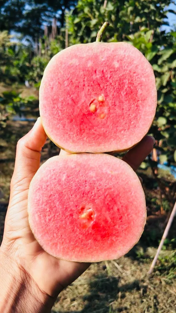 Red_Diamond_Guava_|_Grafted_and_Hybrid_Plants