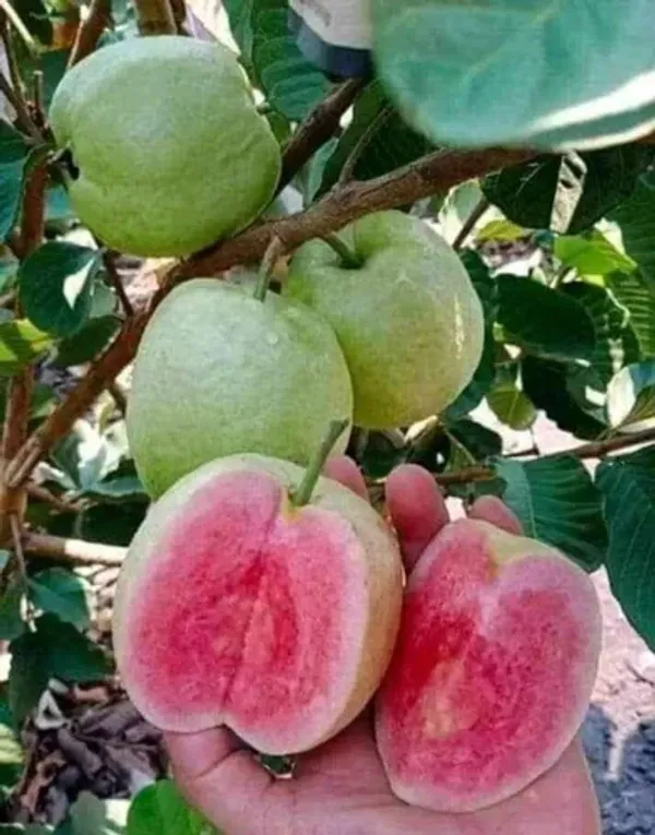 Red_Diamond_Guava_|_Grafted_and_Hybrid_Plants