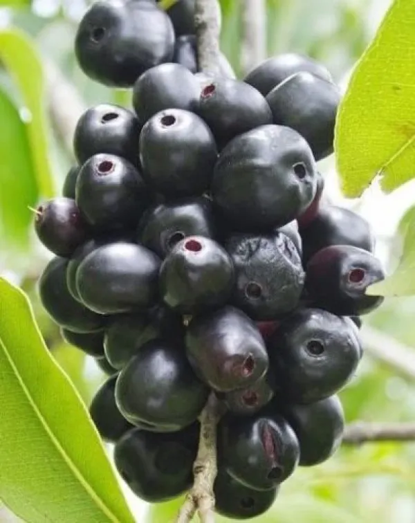 Thai_Black_Jamun_|_Grafted_and_Hybrid_Plants