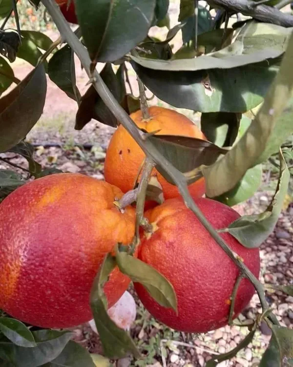 Morocco_Red_Orange_Plant_|_Grafted_and_Hybrid_Plants