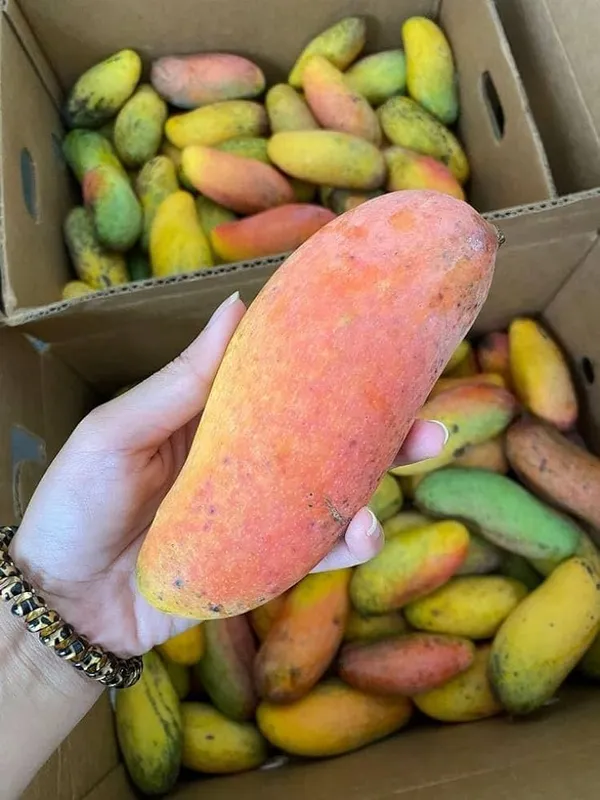 King_Maha_Chanak_Mango