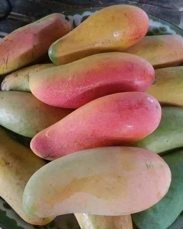 King_Maha_Chanak_Mango