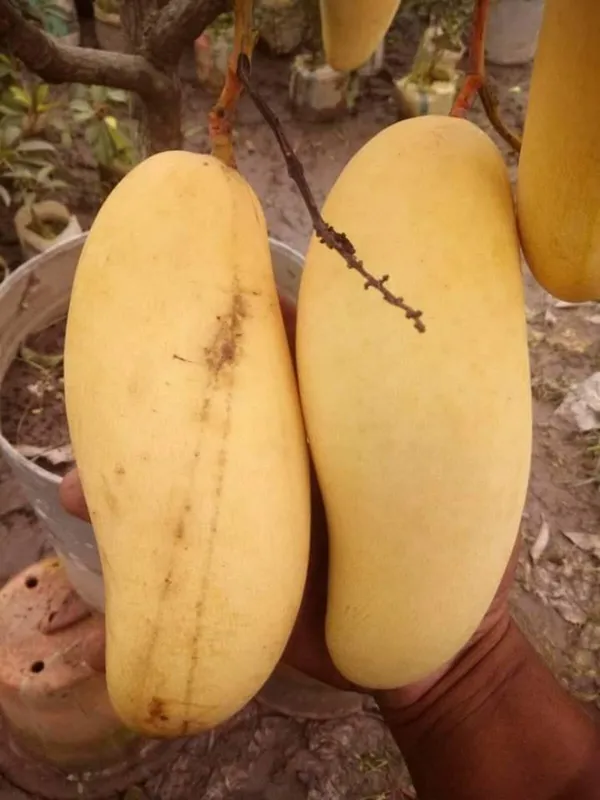 King_Maha_Chanak_Mango