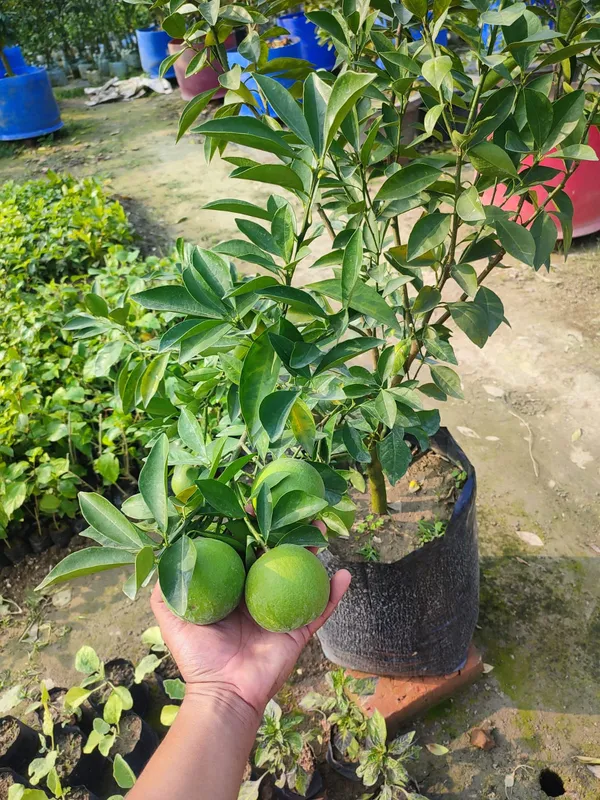Indian_Siki_Malta_|_Grafted_and_Hybrid_Plants