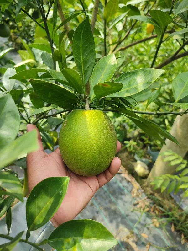 Indian_Siki_Malta_|_Grafted_and_Hybrid_Plants