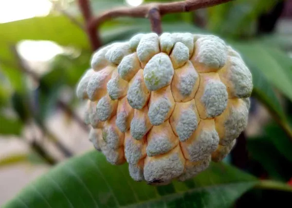 Custard_Apple_|_Grafted_and_Hybrid_Plants
