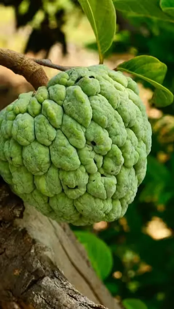 Custard_Apple_|_Grafted_and_Hybrid_Plants