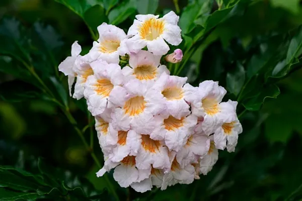 Chaina_Doll_Flower_Plant