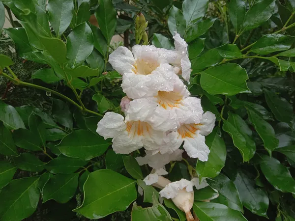 Chaina_Doll_Flower_Plant