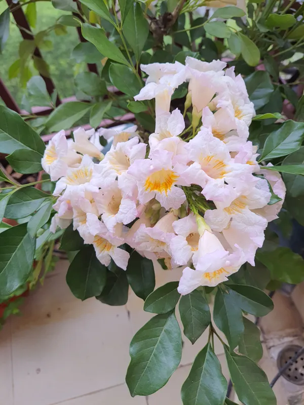 Chaina_Doll_Flower_Plant