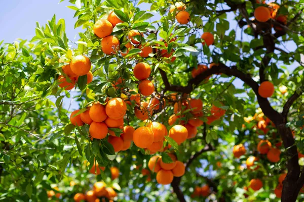 Satsuma_Orange_Plant_|_Grafted_and_Hybrid_Plants