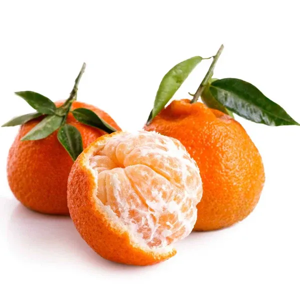 Satsuma_Orange_Plant_|_Grafted_and_Hybrid_Plants