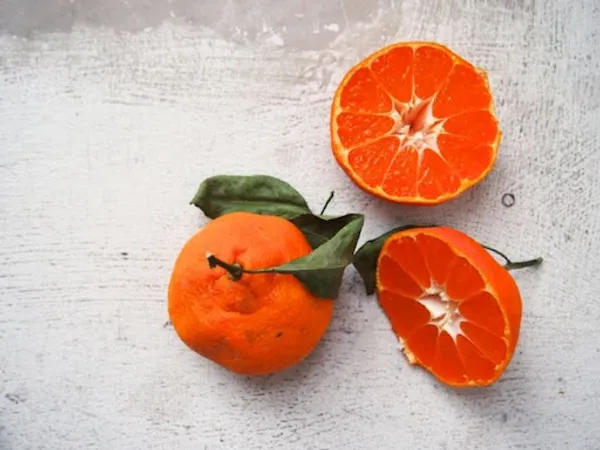 Satsuma_Orange_Plant_|_Grafted_and_Hybrid_Plants