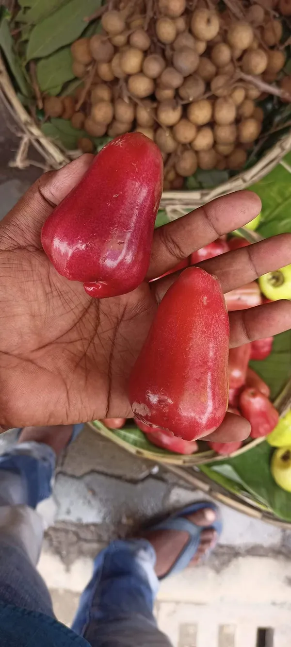 Jamaican_Long_Water_Apple
