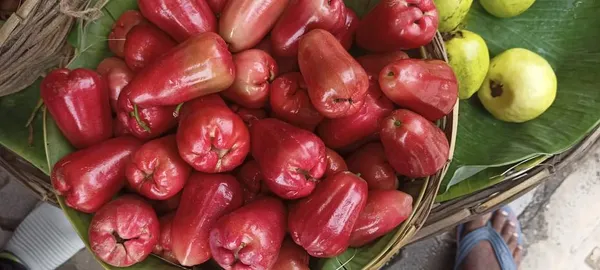 Jamaican_Long_Water_Apple