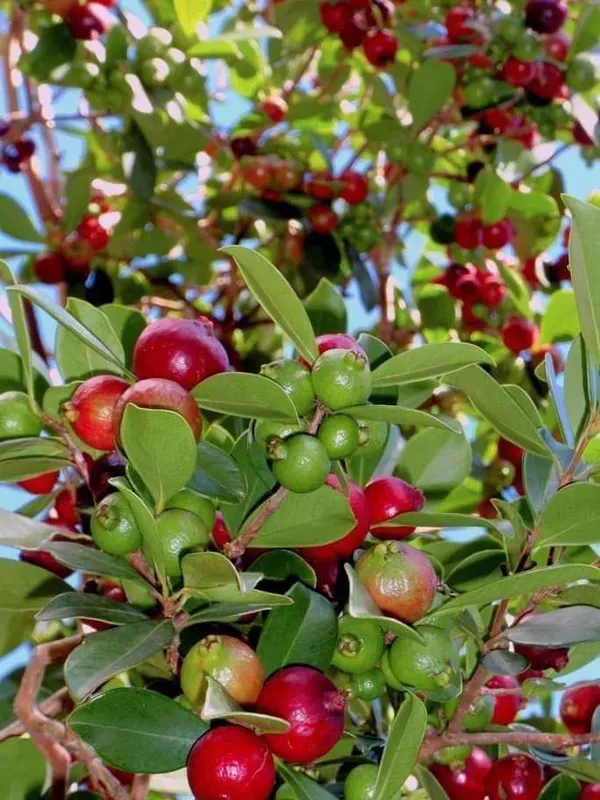 Strawberry_Guava_Plant_|_Grafted_and_Hybrid_Plants
