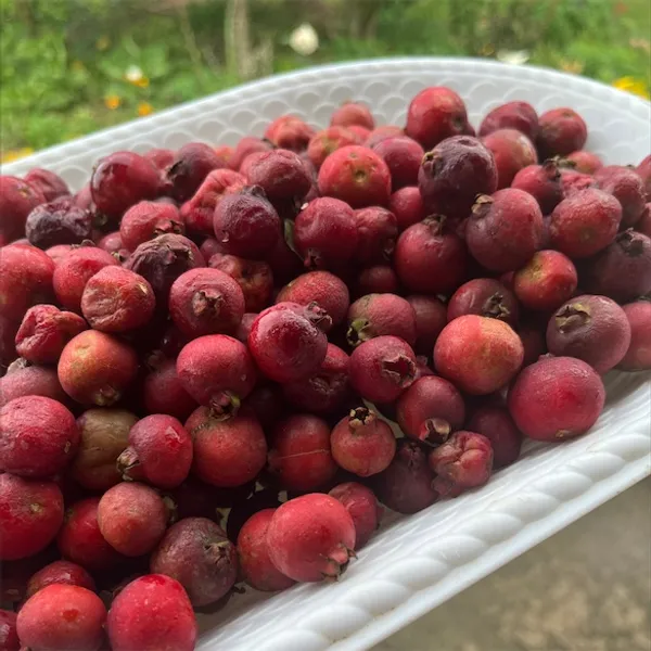 Strawberry_Guava_Plant_|_Grafted_and_Hybrid_Plants
