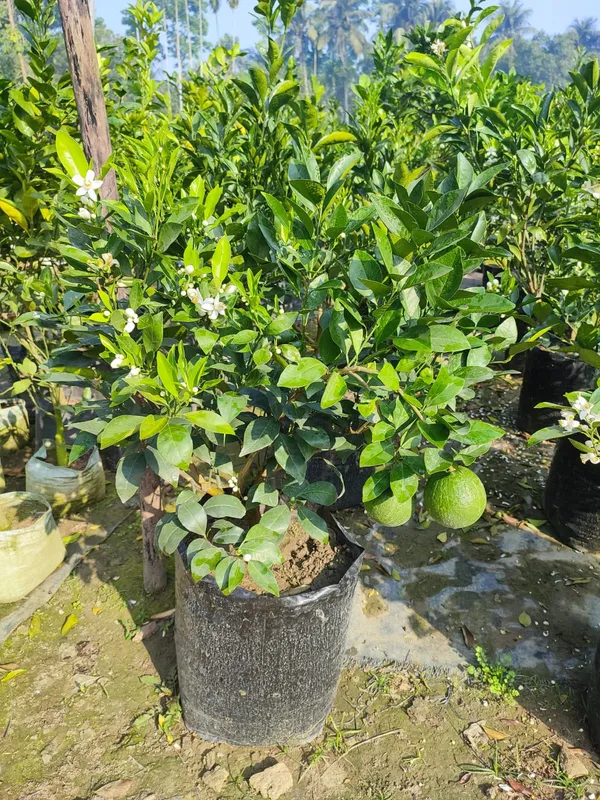 Mysorio_Malta_Plant_|_Grafted_and_Hybrid_Plants