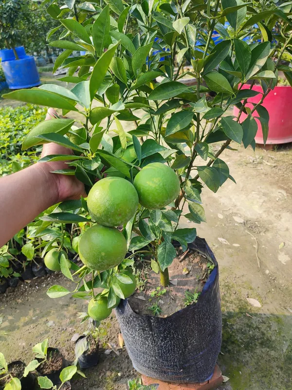 Mysorio_Malta_Plant_|_Grafted_and_Hybrid_Plants