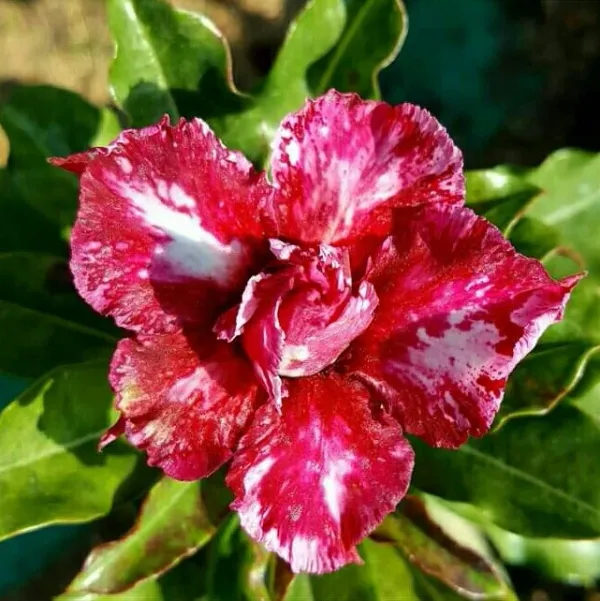 Damson_Delight_Addenium