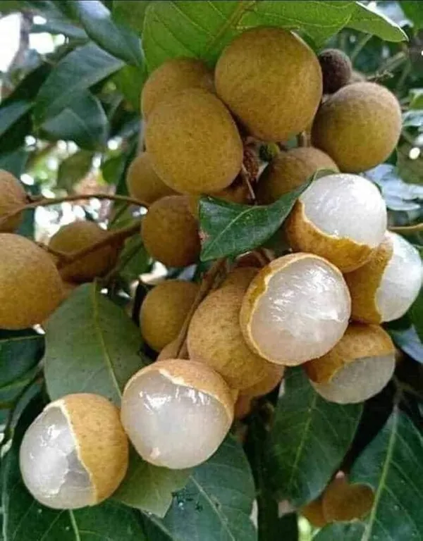 All_time_Longan_Plant