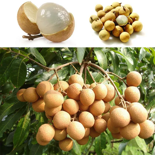 All_time_Longan_Plant