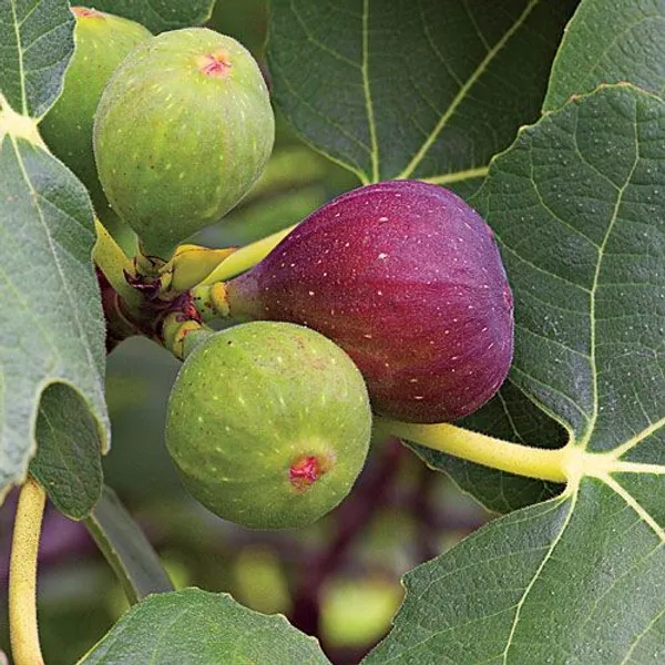 5_finger_Fig_Plant_|_Grafted_and_Hybrid_Plant