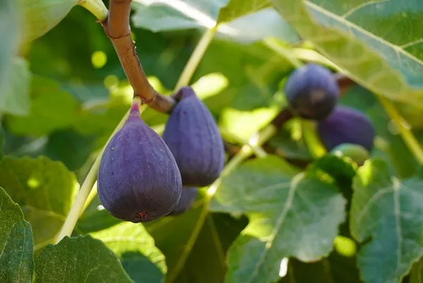 5_finger_Fig_Plant_|_Grafted_and_Hybrid_Plant